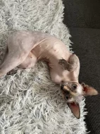 Sphynx
