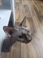 Sphynx