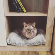 Sphynx