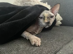 Sphynx