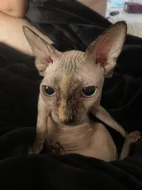Sphynx