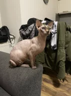 Sphynx