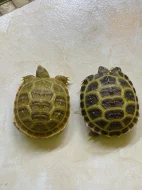 Prodám mláďata suchozemských želv, rozená 2023.