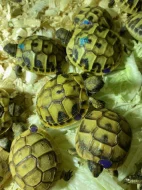 Prodám mláďata suchozemských želv, rozená 2023.