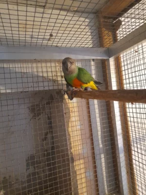 Senegalsky  papoušek