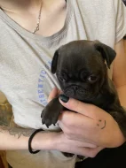 Mops bez pp