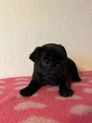 Mops bez pp
