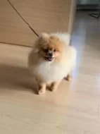 Pomeranian