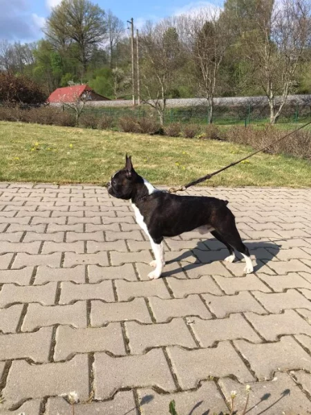 Bostonský teriér