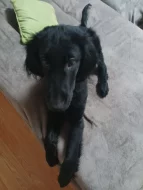 Prodej Flat Coated Retrievera