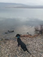 Prodej Flat Coated Retrievera