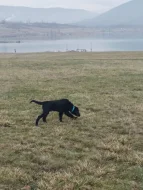 Prodej Flat Coated Retrievera