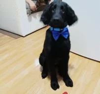 Prodej Flat Coated Retrievera