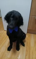 Prodej Flat Coated Retrievera