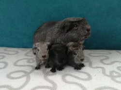 Morčata - hladké, crested, US Teddy