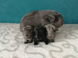 Morčata - hladké, crested, US Teddy