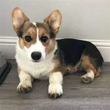 Vynikající welsh štěňata Pembroke Corgi.