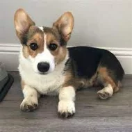 Vynikající welsh štěňata Pembroke Corgi.