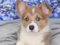 Vynikající welsh štěňata Pembroke Corgi.