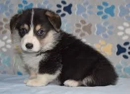 Vynikající welsh štěňata Pembroke Corgi.