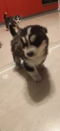 Prodám štěňata husky