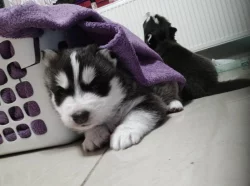 Prodám štěňata husky