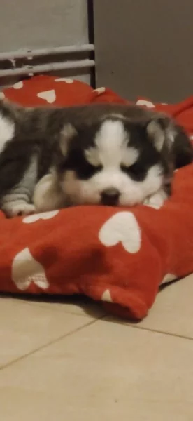 Prodám štěňata husky