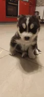 Prodám štěňata husky