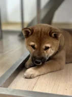 Štěňátka Shiba-inu