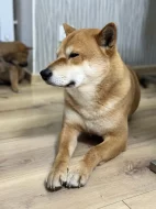 Štěňátka Shiba-inu