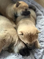 Štěňátka Shiba-inu