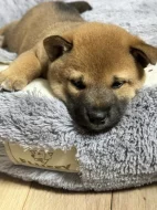 Štěňátka Shiba-inu
