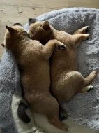 Štěňátka Shiba-inu