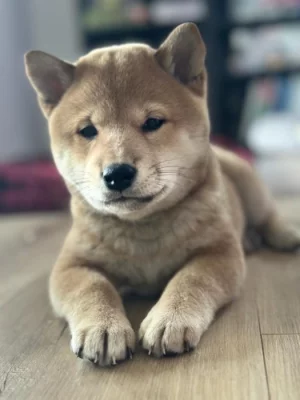 Štěňátka Shiba-inu