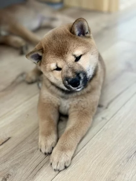 Štěňátka Shiba-inu