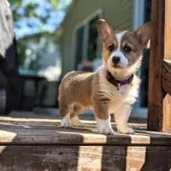 Kupte si vynikající štěňata Welsh Pembroke Corgi.