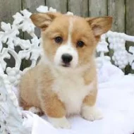 Kupte si vynikající štěňata Welsh Pembroke Corgi.