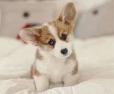 Kupte si vynikající štěňata Welsh Pembroke Corgi.