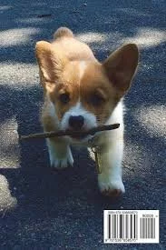 Kupte si vynikající štěňata Welsh Pembroke Corgi.