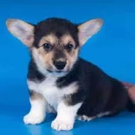 Kupte si vynikající štěňata Welsh Pembroke Corgi.