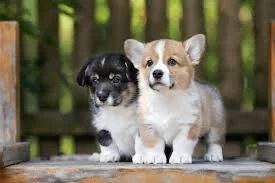Kupte si vynikající štěňata Welsh Pembroke Corgi.