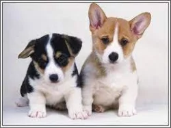 Kupte si vynikající štěňata Welsh Pembroke Corgi.