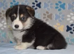 Kupte si vynikající štěňata Welsh Pembroke Corgi.