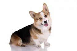 Kupte si vynikající štěňata Welsh Pembroke Corgi.