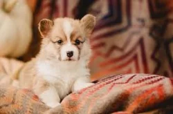 Kupte si vynikající štěňata Welsh Pembroke Corgi.