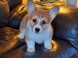 Kupte si vynikající štěňata Welsh Pembroke Corgi.