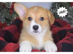 Kupte si vynikající štěňata Welsh Pembroke Corgi.