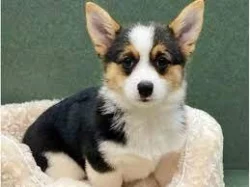 Kupte si vynikající štěňata Welsh Pembroke Corgi.
