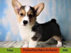 Kupte si vynikající štěňata Welsh Pembroke Corgi.
