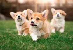 Kupte si vynikající štěňata Welsh Pembroke Corgi.
